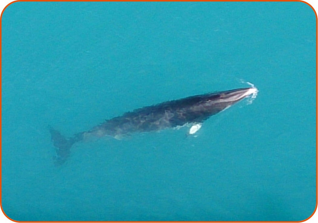 Minke whale (Balaenoptera acutorostrata) around the legs of an O&G installation in the North Sea